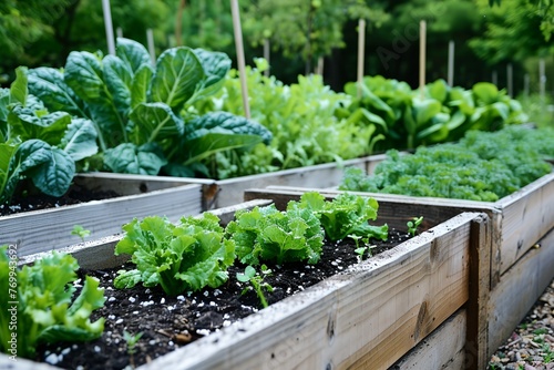 A garden with a variety of vegetables including lettuce, spinach, and kale