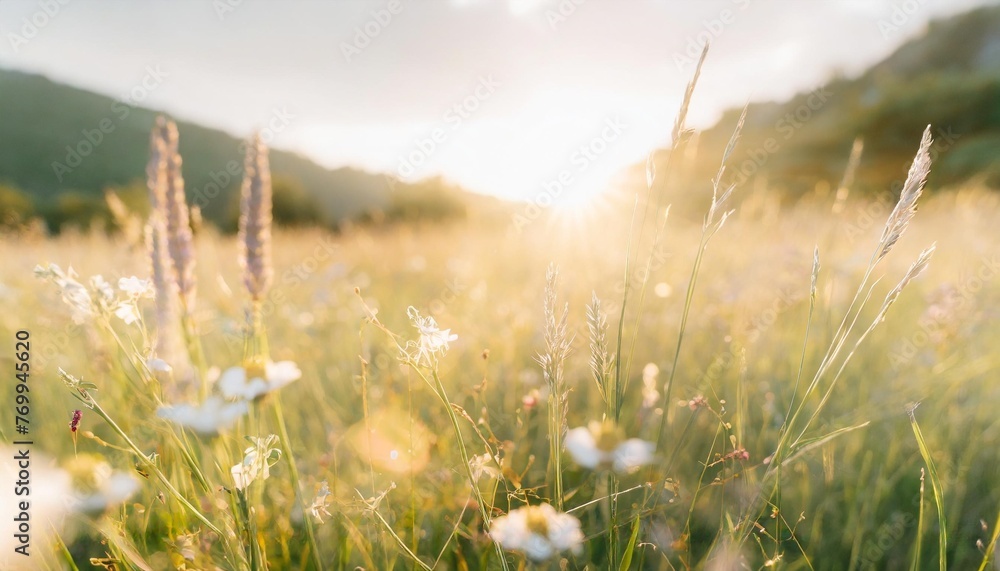 beautiful meadow field with fresh grass and flowers in nature against a blurry green background with sun rays summer spring perfect natural landscape