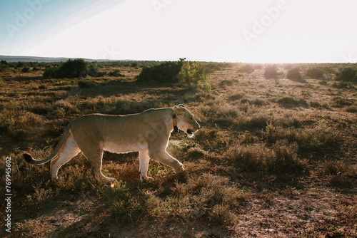 Lioness at sunrise