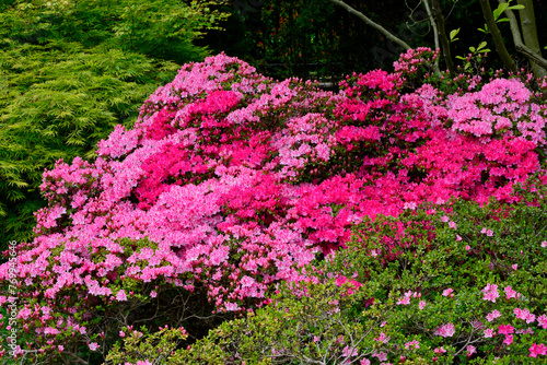 różowe i czerwone kwiaty wiosnenne, kwitnące różaneczniki i azalie,blooming rhododendrons and azaleas, Rhododendron 