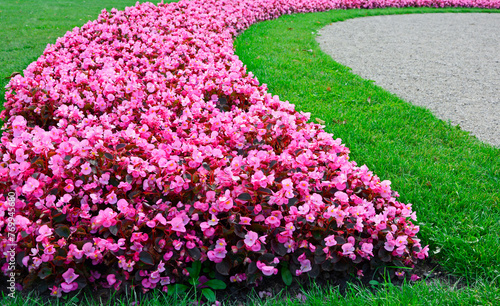 Billede på lærred rózowe begonie stale kwitnące na tle trawnika, Begonia × semperflorens-cultorum,