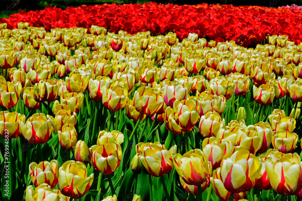 Tulipany, wiosna, spring, Tulipa, pole tulipanów, krajobraz z polem kolorowych tulipanów field of colorful tulips in garden - obrazy, fototapety, plakaty 