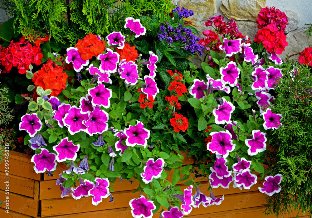 biało-różowe kwiaty petunii (Petunia ×hybrida) i czerwona Werbena ogrodowa (Verbena hybrida) i fioletowy heliotro (Heliotropium ) kolorowe kwiaty letnie
