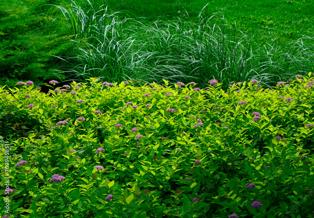 tawuła japońska i ozdobne trawy w ogrodzie, Spiraea japonica, Japanese meadowsweet and ornamental grasses in the garden - obrazy, fototapety, plakaty 