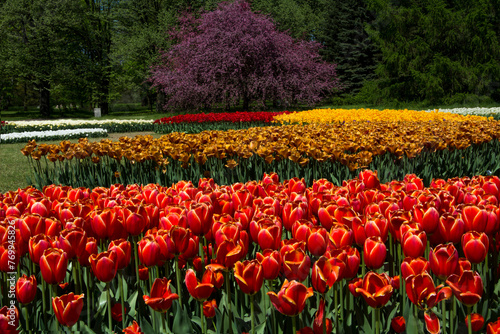 Tulipany, wiosna, spring, Tulipa, pole tulipanów, krajobraz z polem kolorowych tulipanów i czerwonym drzewem, field of colorful tulips in garden photo