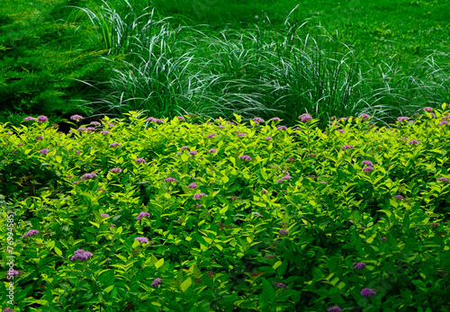 tawuła japońska i ozdobne trawy w ogrodzie, Spiraea japonica, Japanese meadowsweet and ornamental grasses in the garden photo