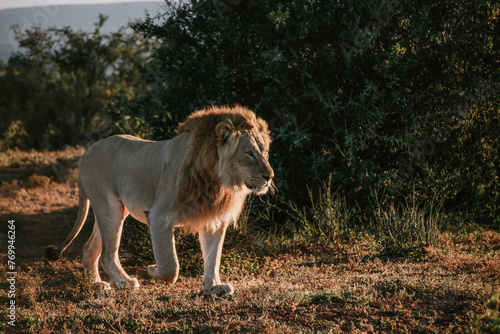 Male lion at sunrise