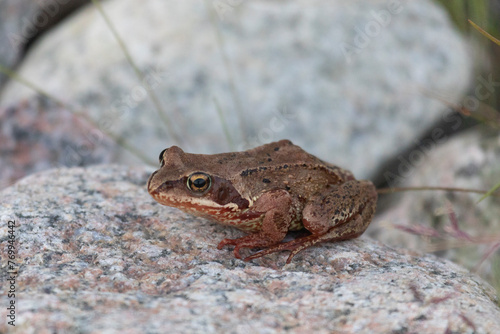 Common frog sitting on a large stone close up photo