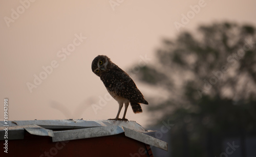 Owl looking into the camera lens at sunset.