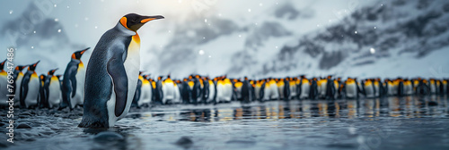 colony of emperor penguins in winter on snow. Landscape panorama of nature photo