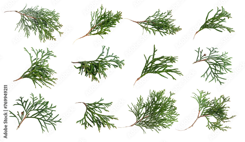 green twigs of emerald thuja on white isolated background
 - obrazy, fototapety, plakaty 