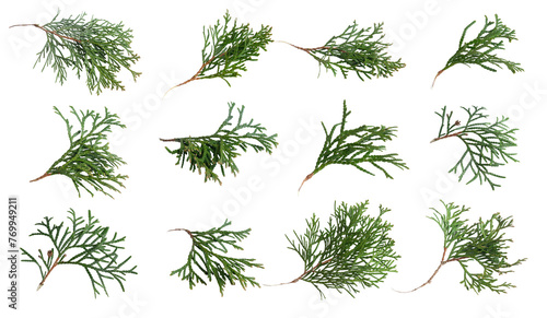 green twigs of emerald thuja on white isolated background
 photo