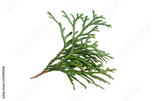 green twigs of emerald thuja on white isolated background
 photo
