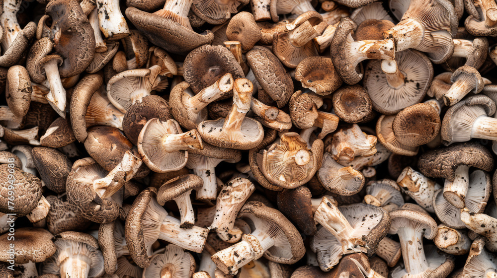 Mushroom background, top view. Mushroom background, top view.