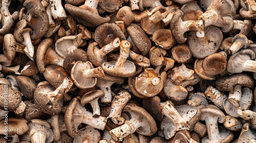 Mushroom background, top view.