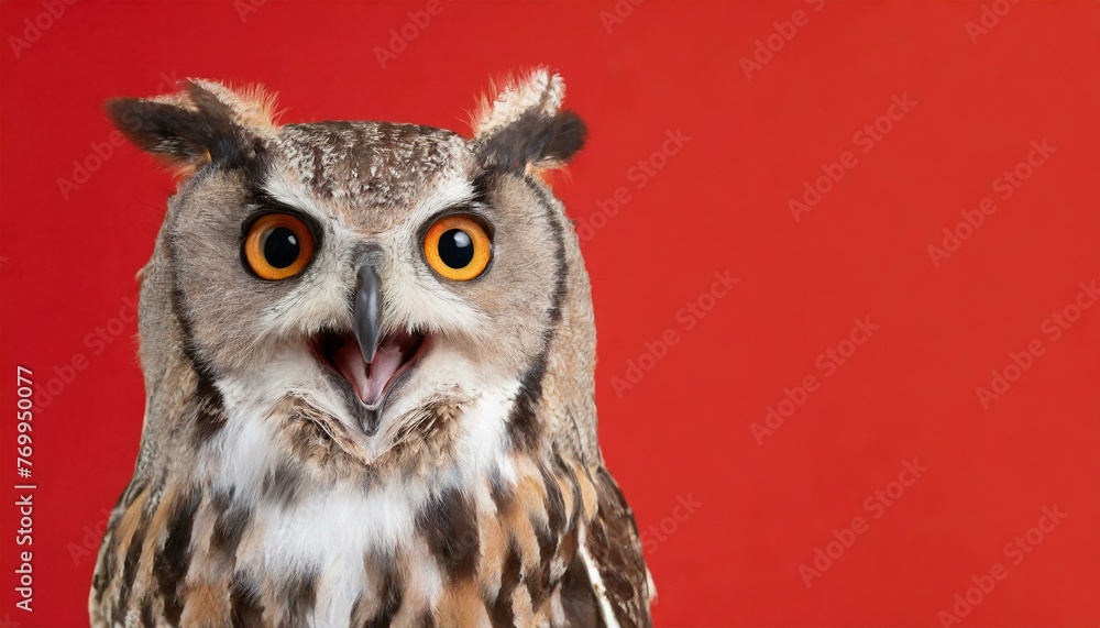 Fototapeta premium surprised owl, isolated on red background with copy space 
