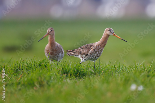 Two black tailed godwit standing in the grass in the Netherlands