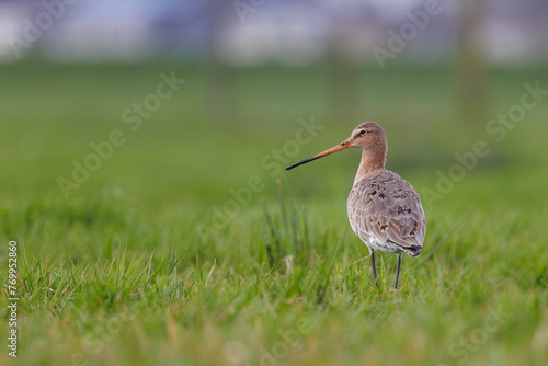 Black-tailed godwit Limosa Limosa bird standing in the grass