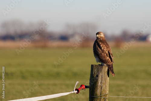 Common buzzard perched on a pole