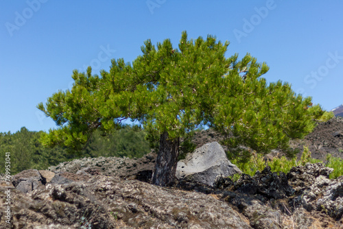 Pine Tree on the Volcanic Coast of Gran Canaria