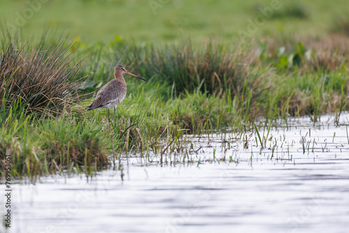 Black-tailed godwit, close to a beak. Standing in natural environment