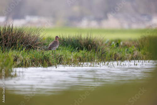 Black tailed godwit among the typical Dutch landscape