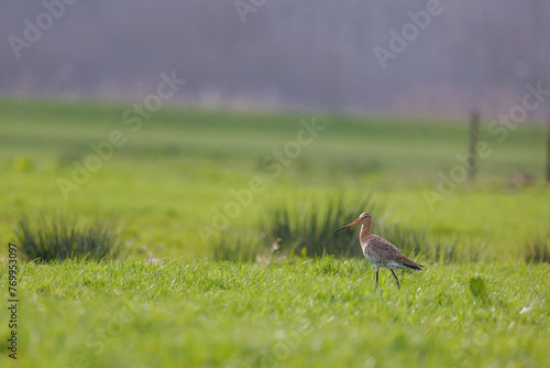 Black tailed godwit in the typical Dutch landscape