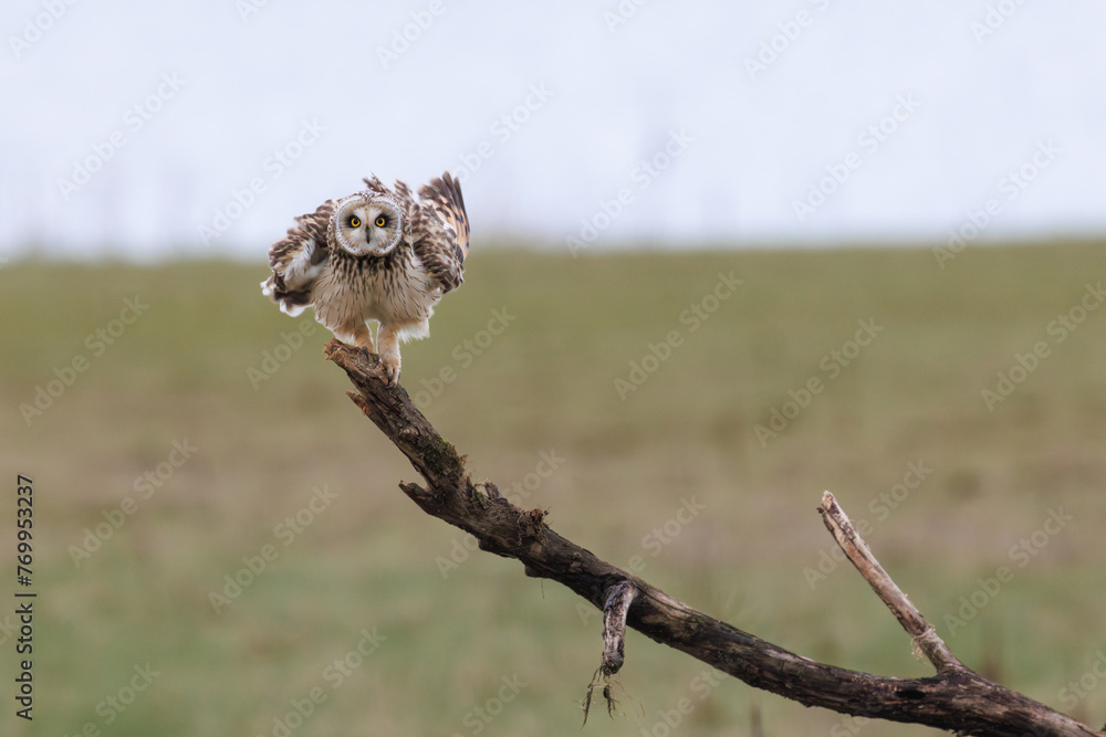 Short eared owl shaking with his feathers, perched to a branch Short eared owl shaking with his feathers, perched to a branch