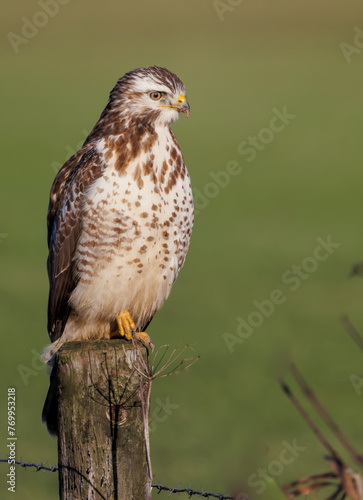 Common buzzard perches on a pole