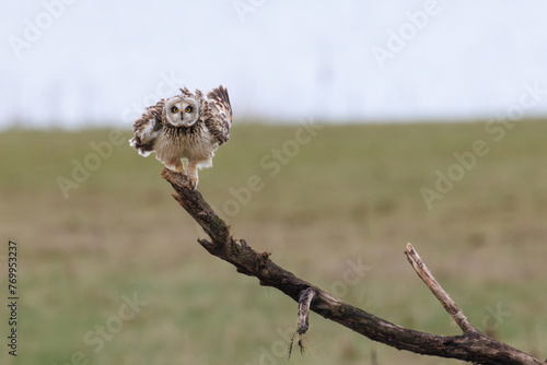 Short eared owl shaking with his feathers, perched to a branch