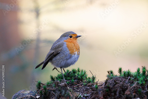 Robin on a branch with beautiful light