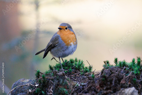 Cute little robin on a branch with beautiful light