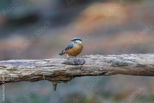 Eurasian Nuthatch sits eating seeds of sunflower on a tree photo