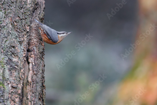 Eurasian Nuthatch perched on a tree