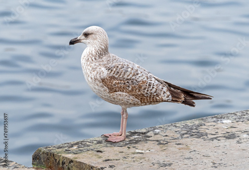 big seagull on a rock in the sea