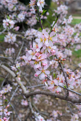 Beautiful pink spring tender flowers blossom