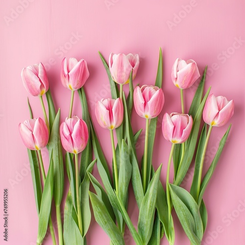 Pink tulips in pink background for mother's day