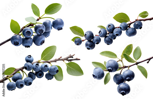 Set of branches of delicious ripe blueberries, cut out
