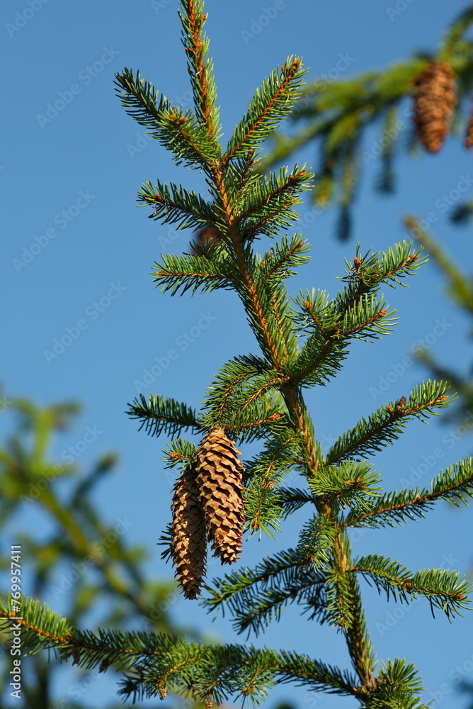 Moscow oblast. Russia. There are many cones on the top of a spruce tree in the historic Gremyachy Klyuch complex. Moscow oblast. Russia. There are many cones on the top of a spruce tree in the historic Gremyachy Klyuch complex.