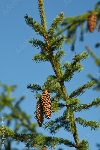 Moscow oblast. Russia. There are many cones on the top of a spruce tree in the historic Gremyachy Klyuch complex. photo