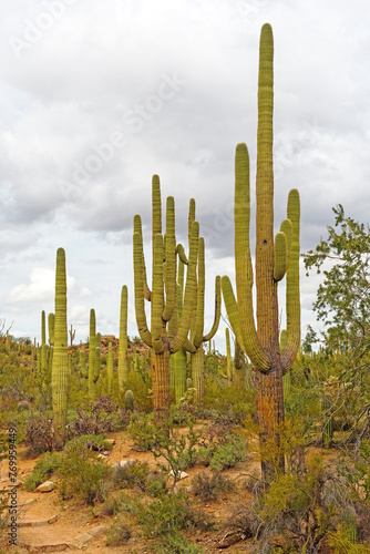 Saguaro Foreest on a Cloudy Day in the Desert photo