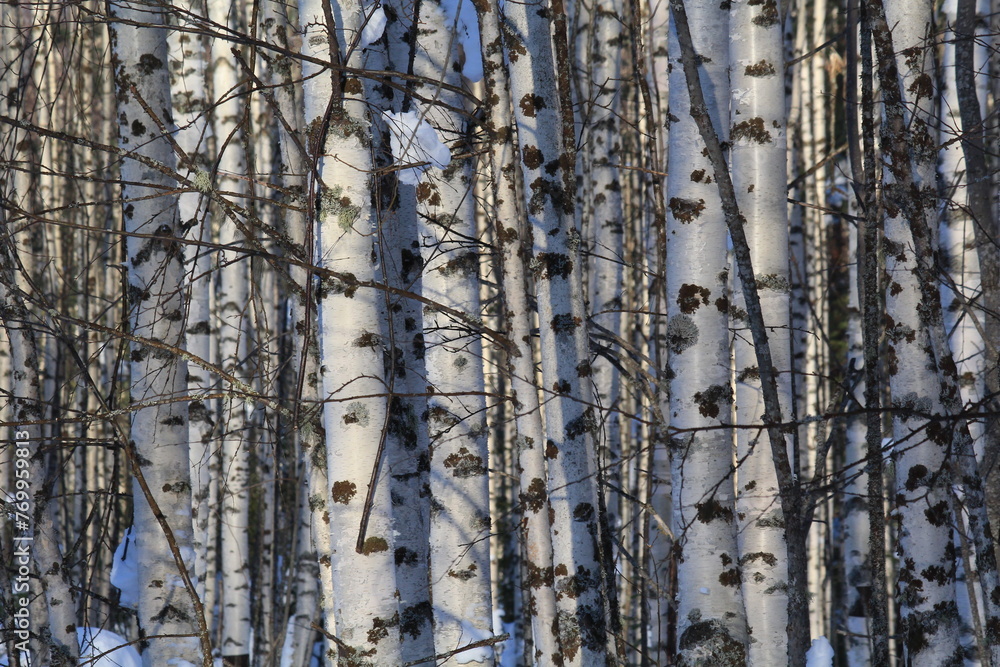 birch forest