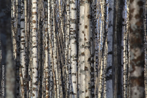 young birch forest and early March