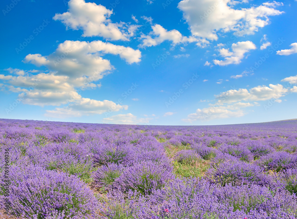 field of blooming lavender and blue sky.