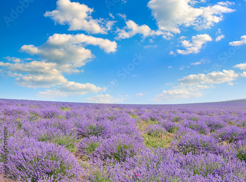 field of blooming lavender and blue sky.