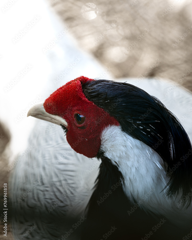 silver pheasent looking eagerly at its partner