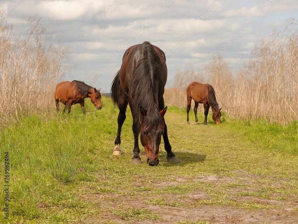 Wild Horses of Paynes Prairie Gainesville Florida Cracker Official State Horse