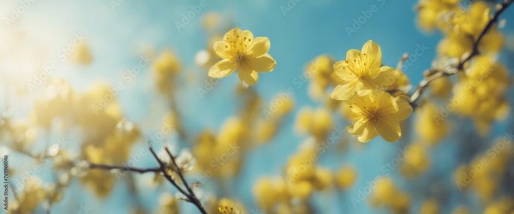 Spring background with yellow bloom blossoming under the blue sky Spring background with yellow bloom blossoming under the blue sky