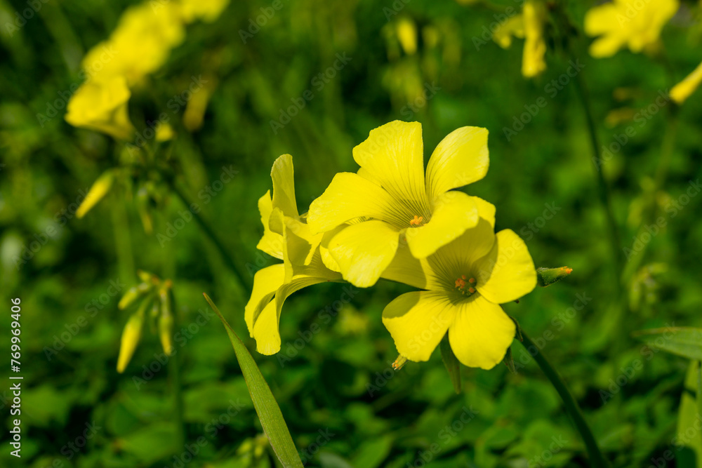 Obraz premium Countryside landscape with trees in spring season with colorful blossom of wild yellow flowers