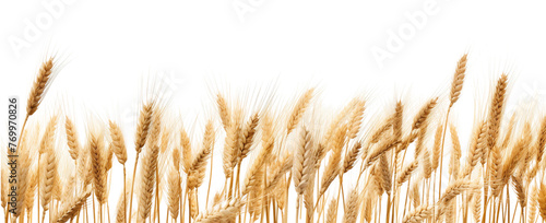 Side view of a field of dry mature autumn spikelets of wheat isolated on transparent or white background photo